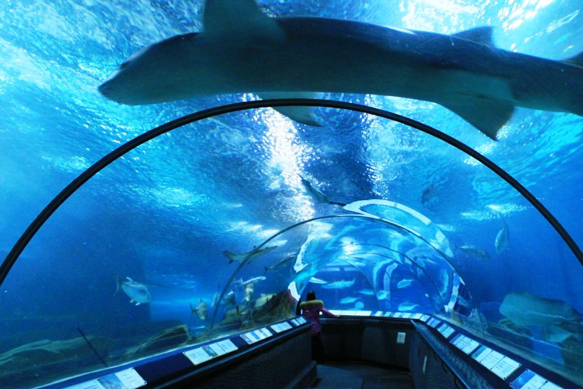 ShanghaiOceanAquarium2