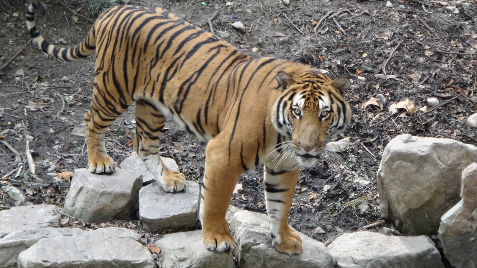 ShanghaiWildAnimalPark3